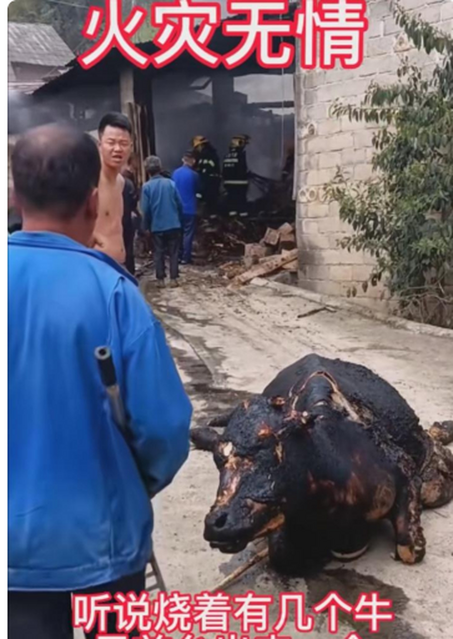 这牛真的好惨,被烧的半死不活的,看着让人心疼!