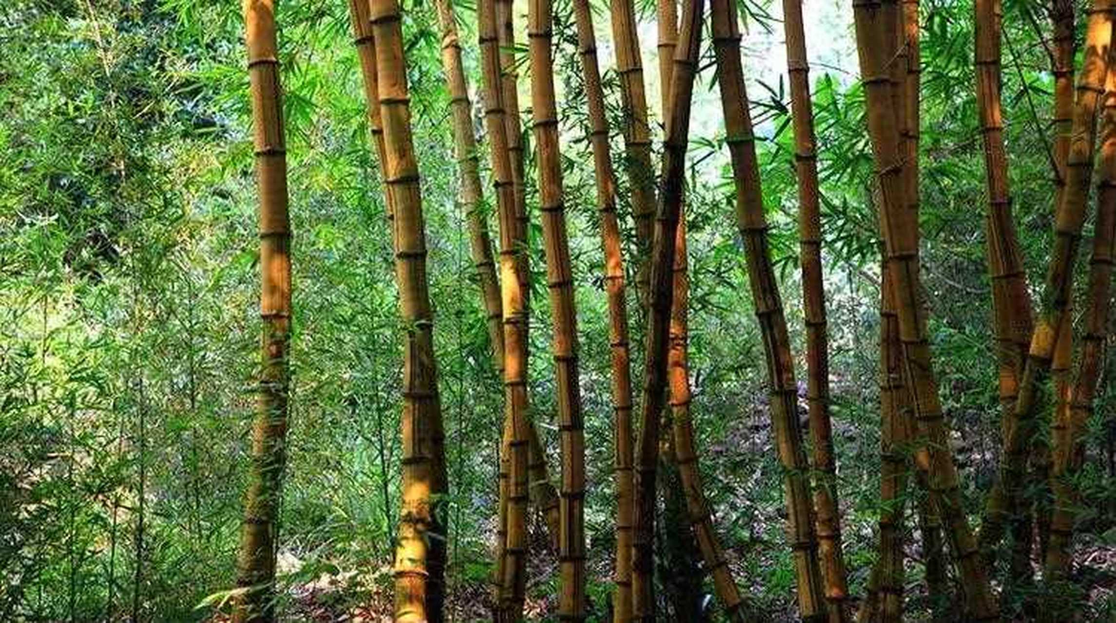 [期待] 广宁竹海依托绥江两岸浩瀚平原之广袤的竹海建设,总占地面积8.