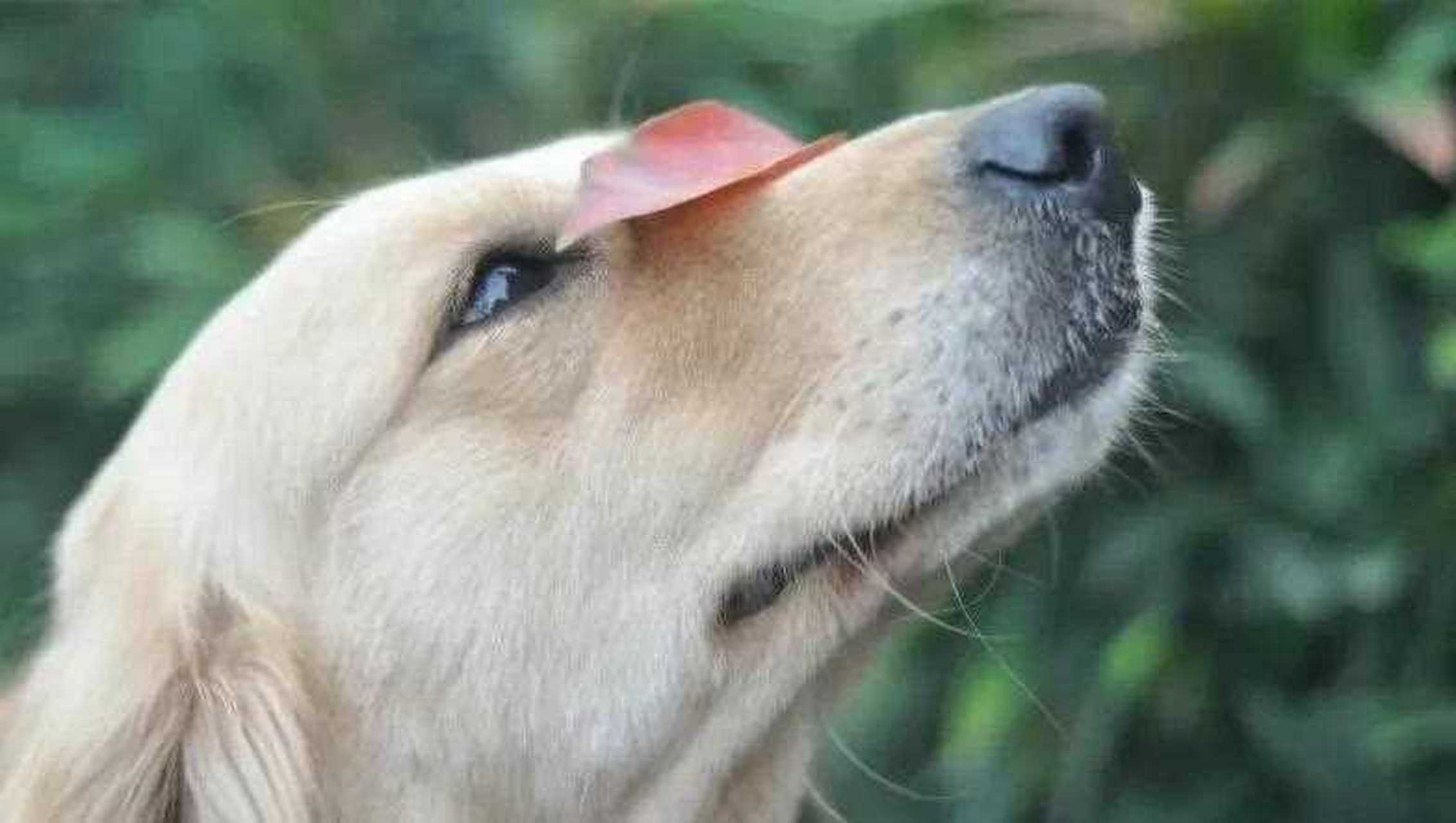 金毛梅茜走了,他变成了可以用大耳朵飞的天使了.