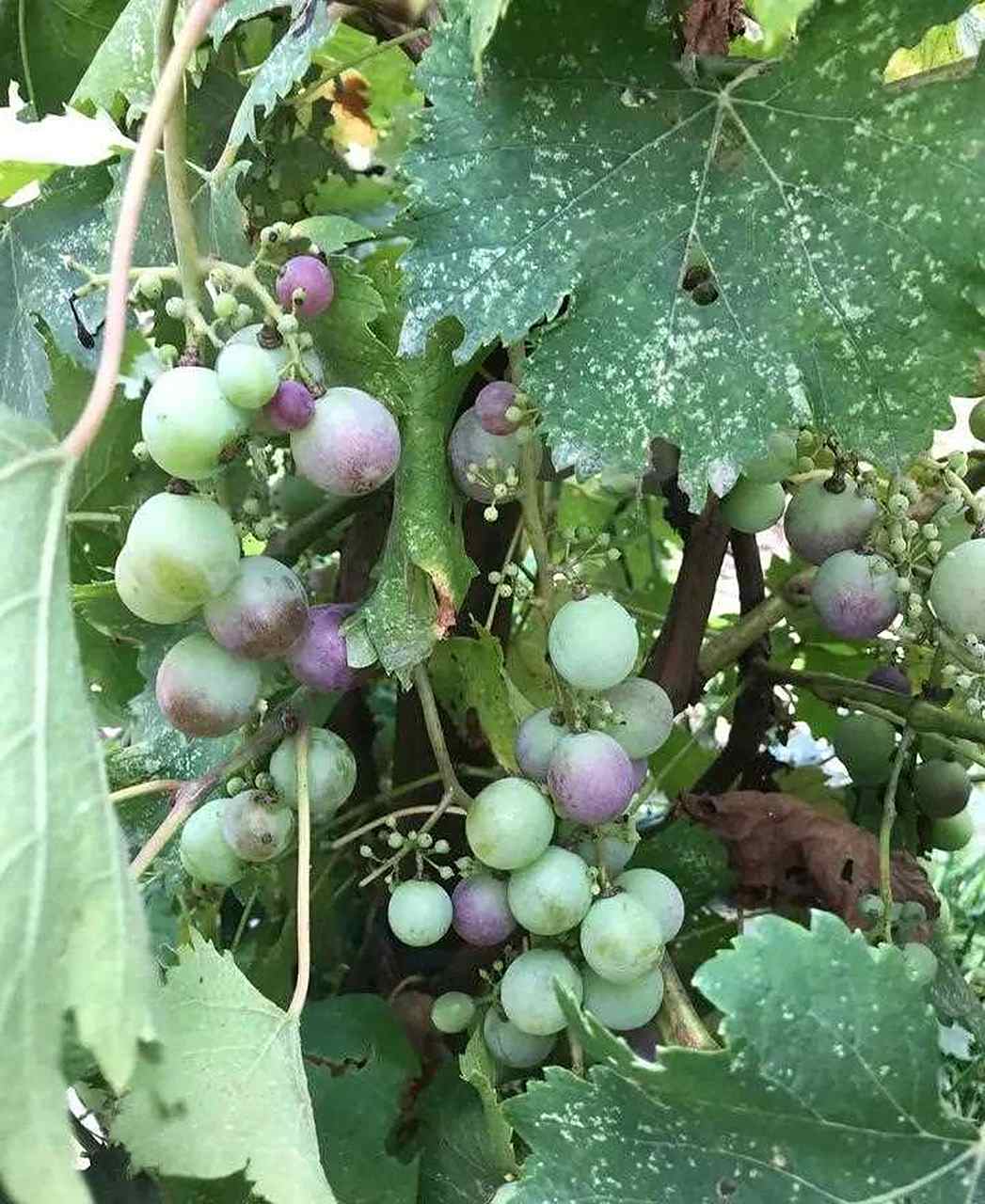 葡萄树上有一种虫子,俗称"葡萄虎",和豆虫差不多大小.