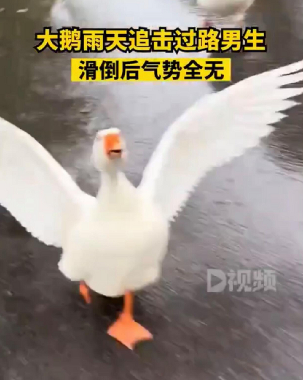 大鹅追路过的人,路滑跌倒后气势全无