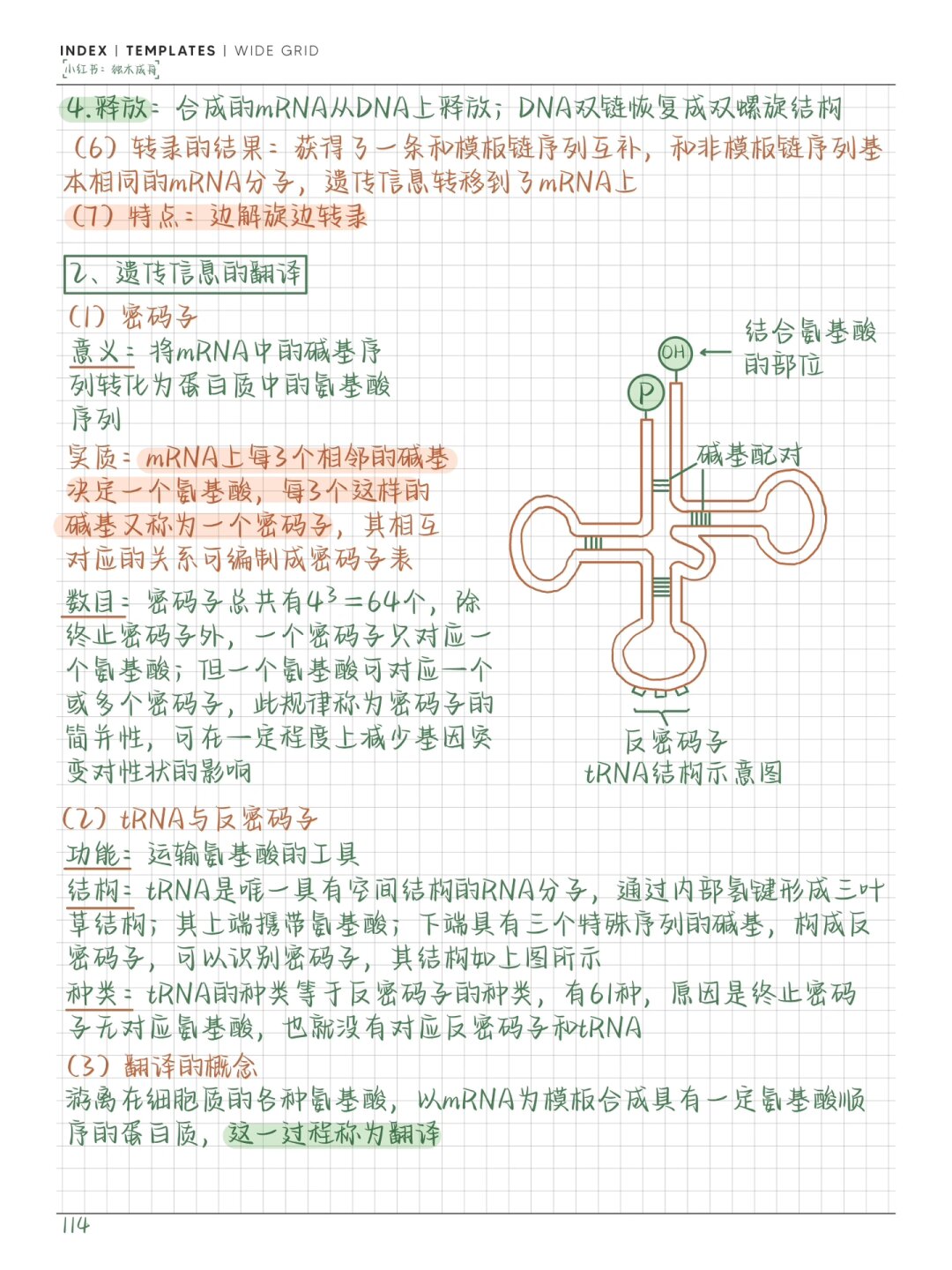 转录翻译高中生物(生物转录和翻译的过程简图)  第1张