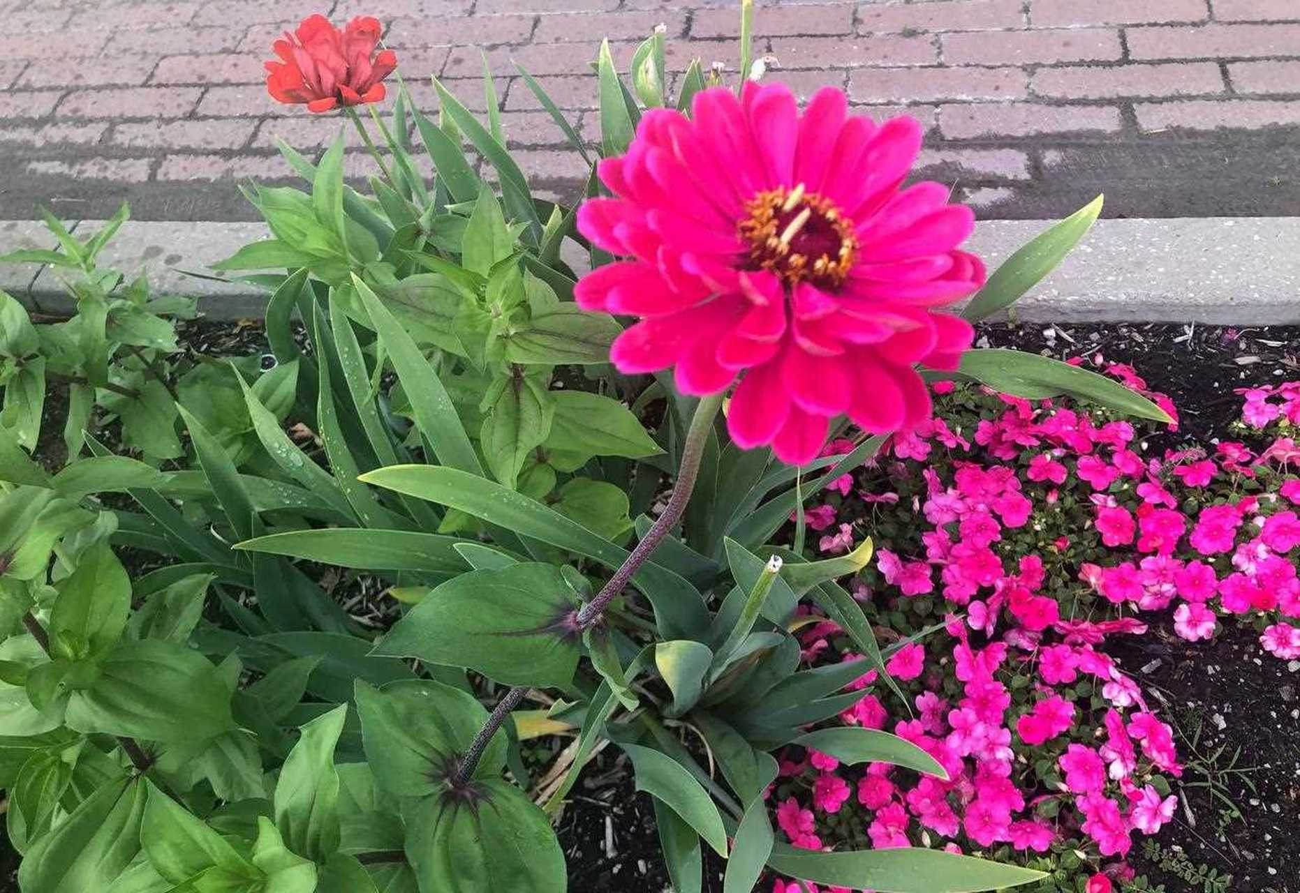 科林伍德的花坛都种着五颜六色的百日菊,看起来真美! [色]