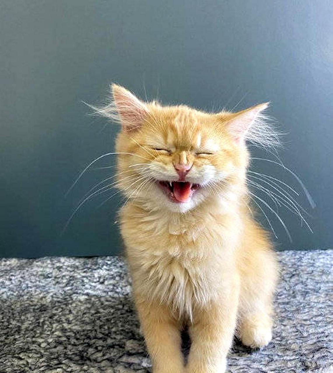 这只小猫咪最喜欢笑了!