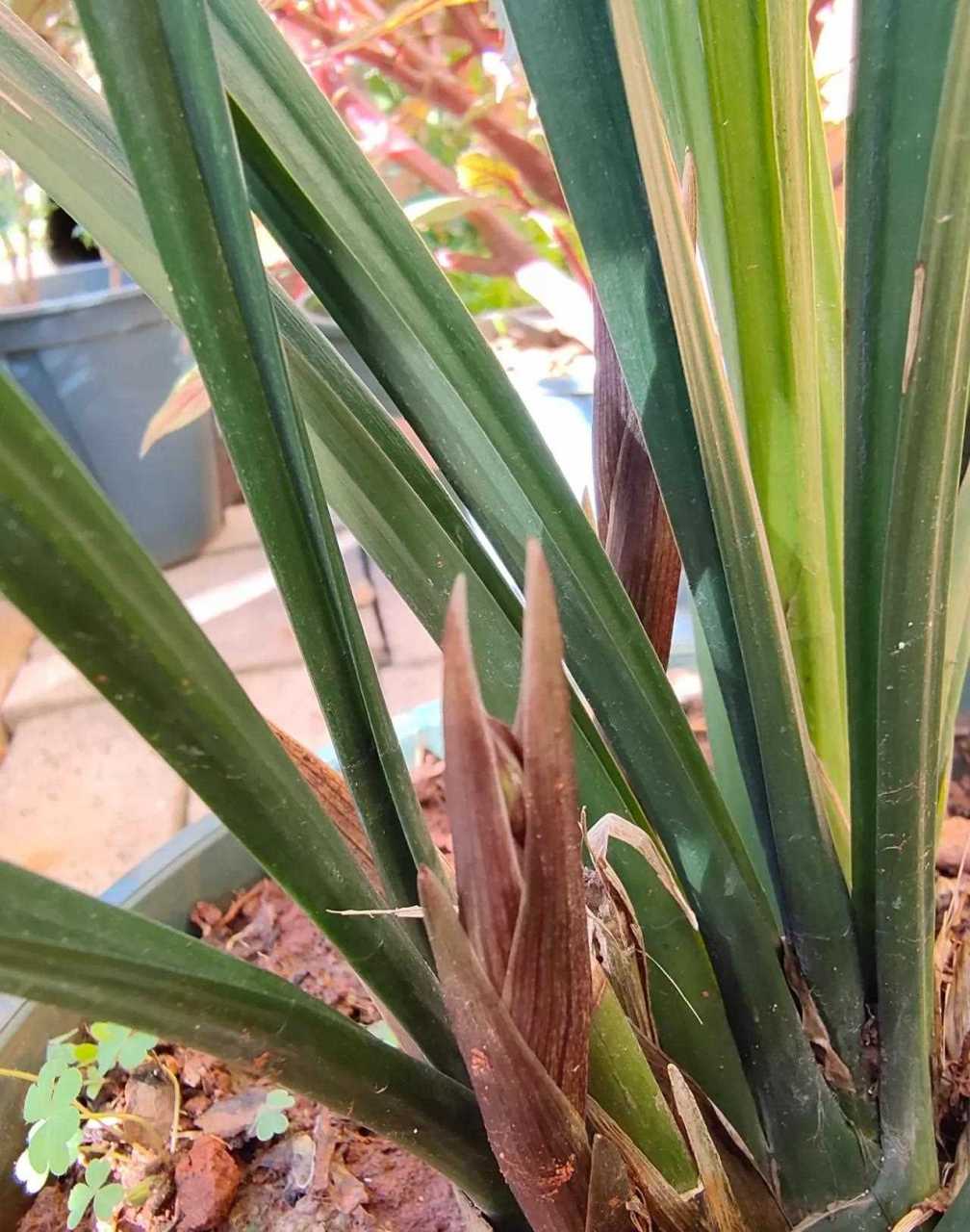 看位置有点像叶芽,等长多一个星期就知道了.[嘿哈]