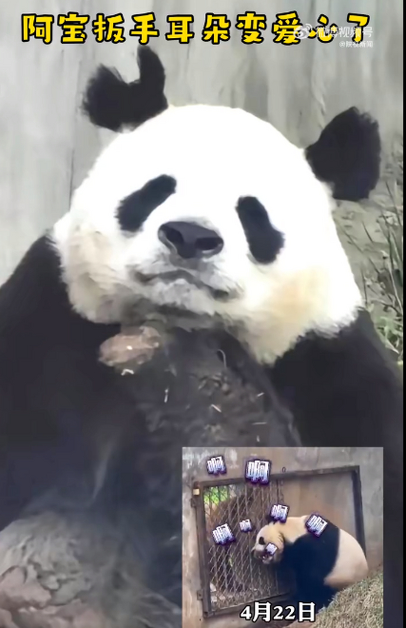就被七仔把耳朵咬成扳手的大熊猫阿宝,耳朵的豁口肉眼可见地越来越小