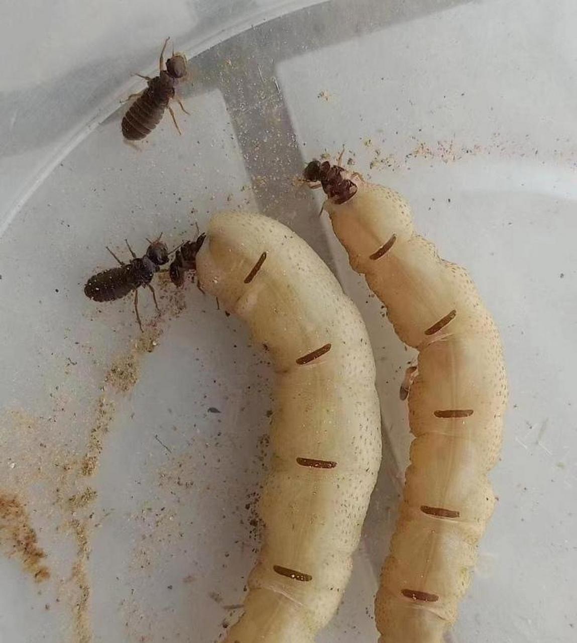 白蚁蚁后 #中国版chatgpt来了