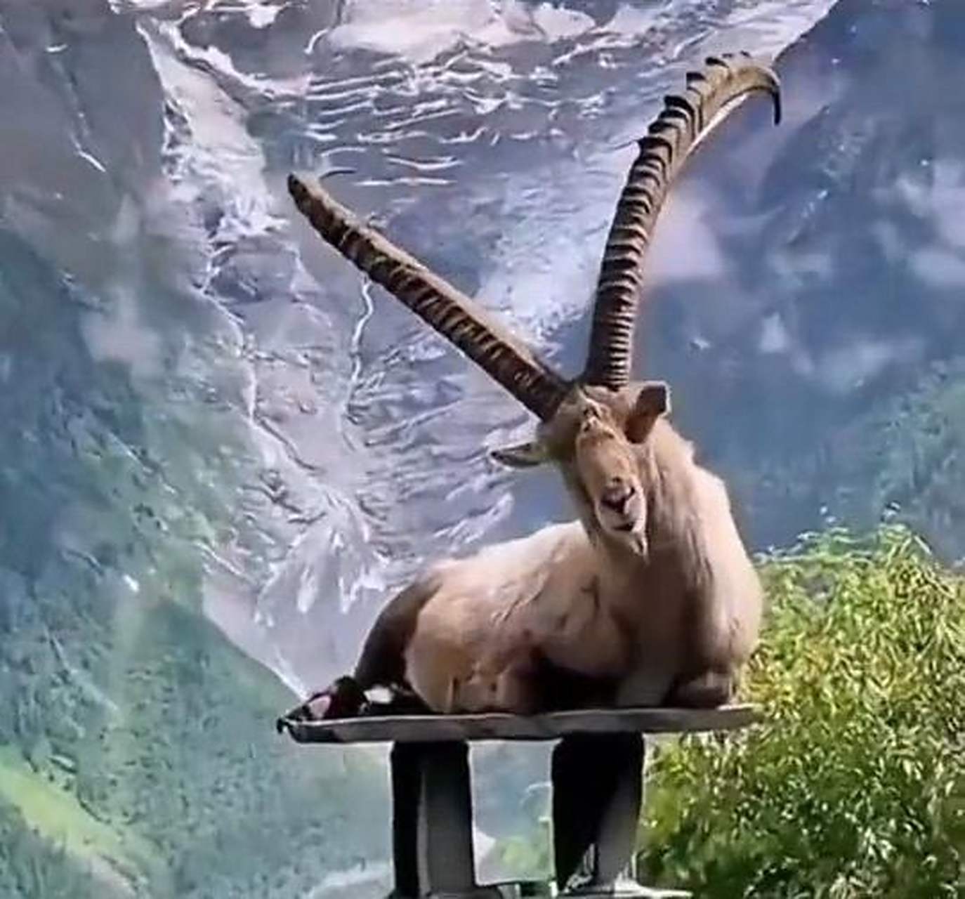 很好奇,这老山羊是怎样跑到屋顶上去的呢?