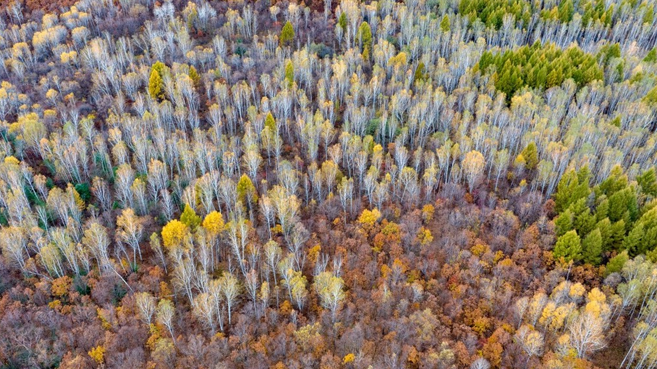 进入深秋时节,黑龙江逊克县五花山层林尽染,五彩斑斓,仿佛打翻了七色