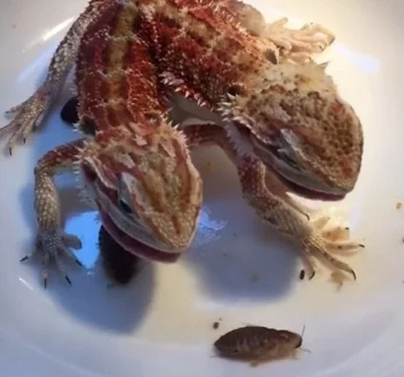 双头动物在自然界虽然是罕见,活下来的机率也低,但确实出现过不少案例