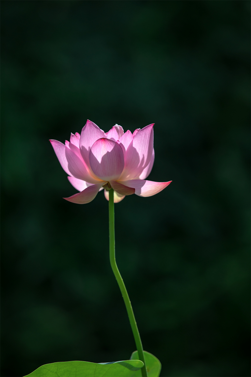 荷花朵朵争奇斗艳