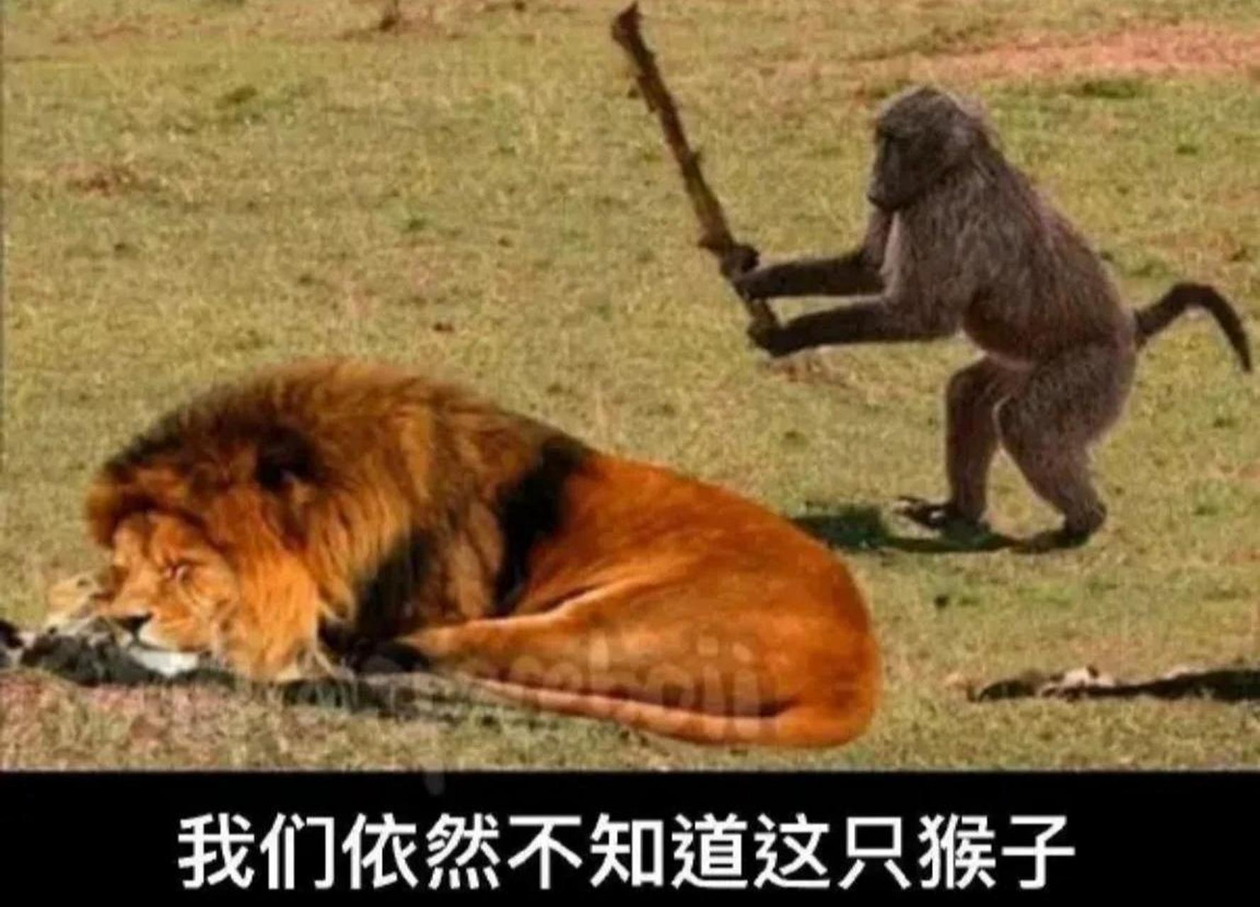 一只听了毒鸡汤的猴子:不是猴亡,就是猴王! #娱乐最前沿