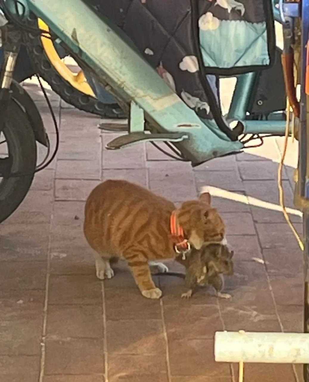 天啊,我大橘抓的大老鼠像只小猫仔!