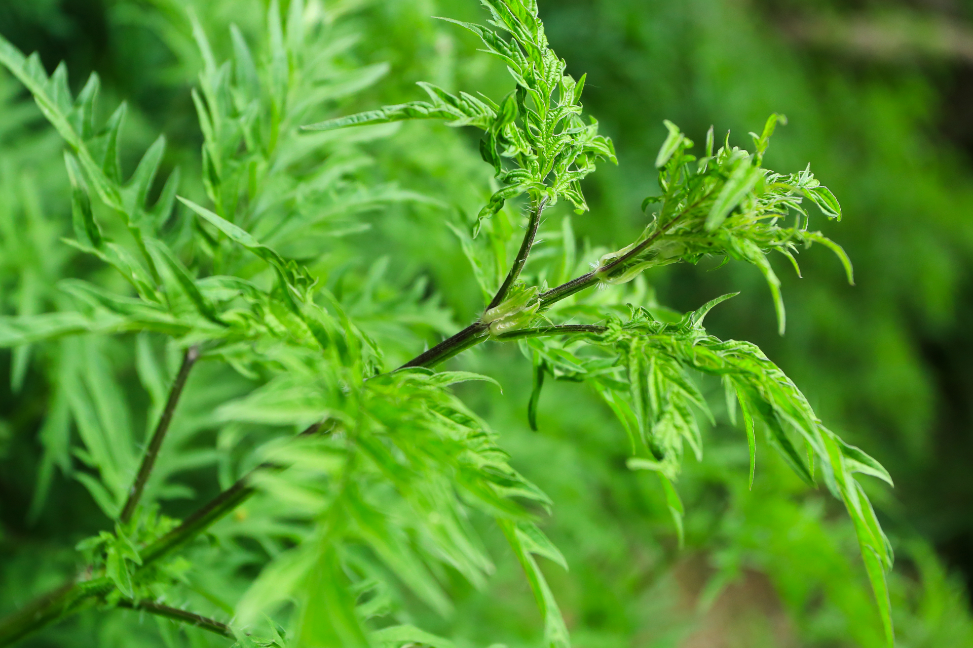 贺兰山# #蝎子草# #荨麻