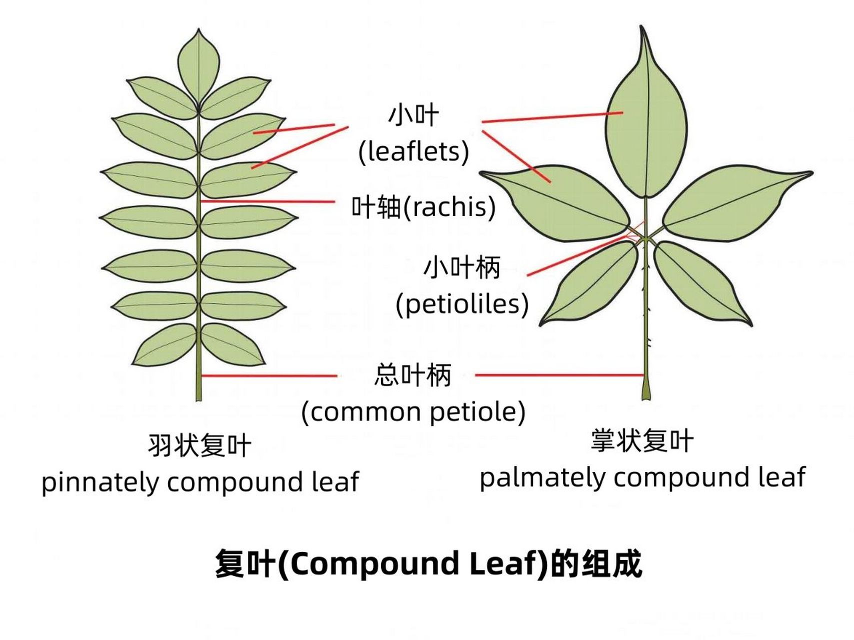 1|神奇的叶子 叶子分类:单叶