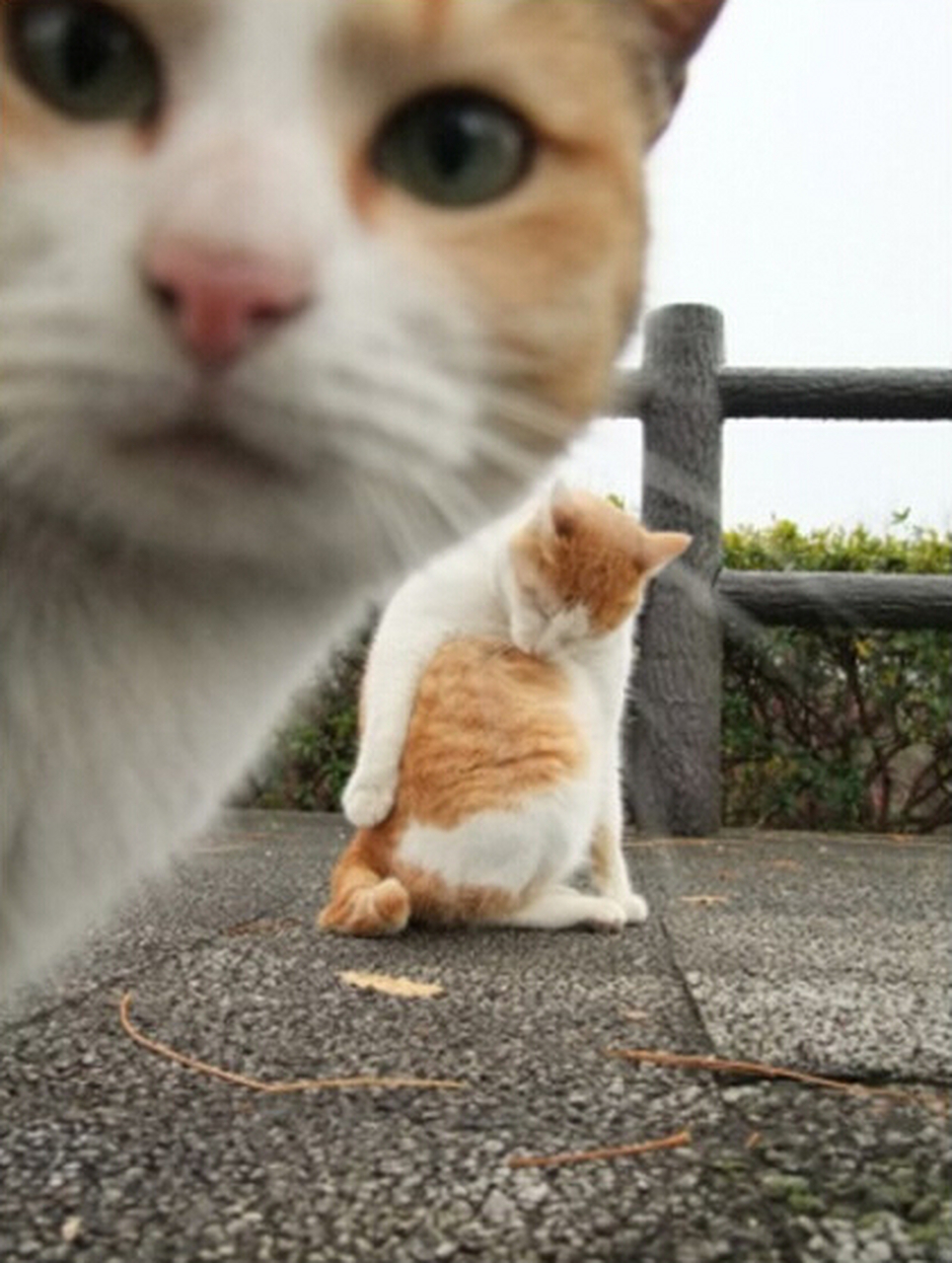 趣味动物图片系列:抢镜是个技术活#搞笑# #动态贡献者奖励计划