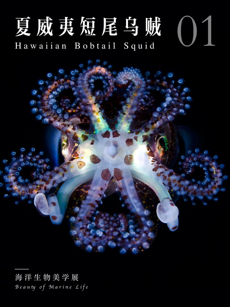 夏威夷短尾乌贼的光器官95里面有很多会发光的细菌04,帮助乌贼