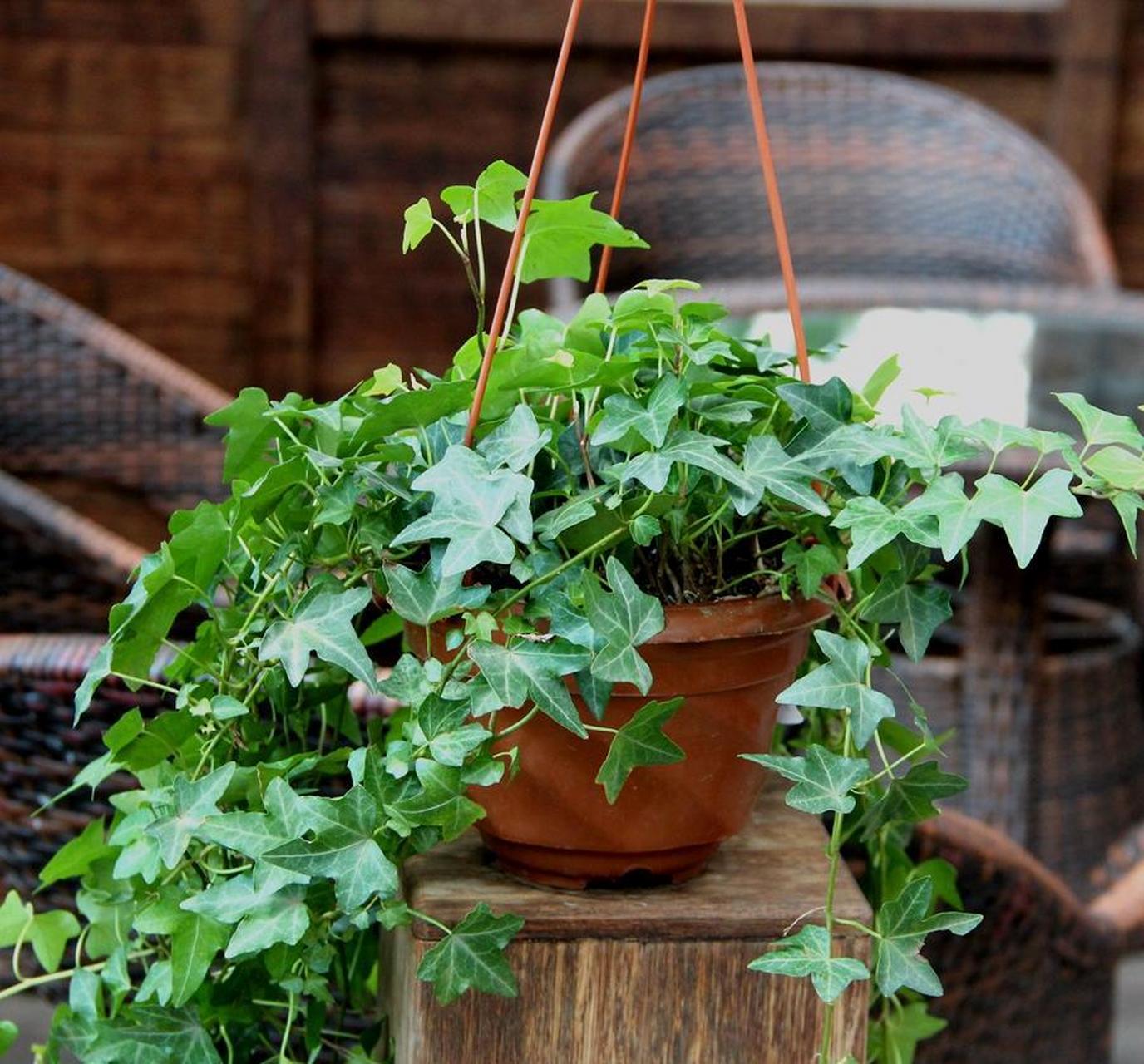 常春藤属于藤蔓植物,能吸甲醛,观赏价值高  常春藤是一种藤蔓植物,它