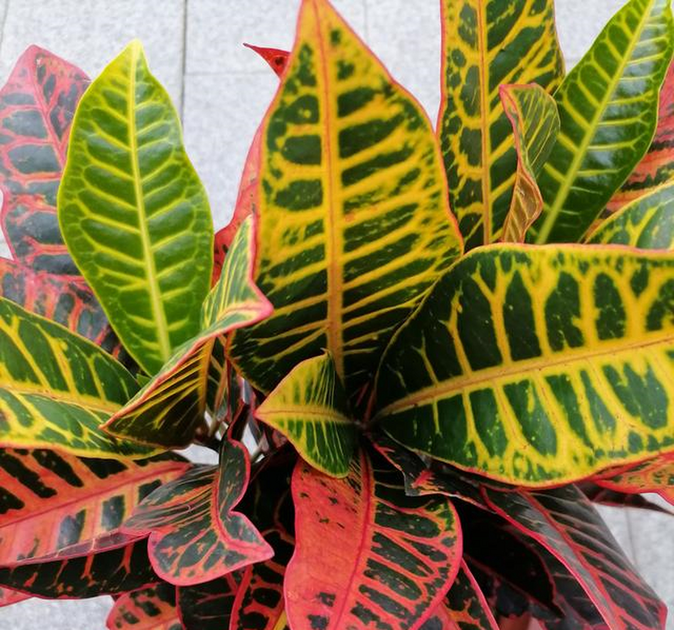 变叶木,有些人也称它为彩叶木,它主要以叶色打动花友.