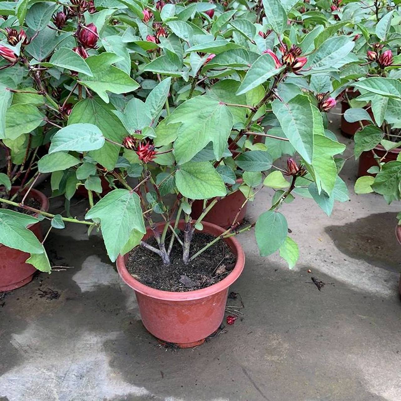 今天给大家介绍一下常见的盆栽植物——洛神花的养植方法.