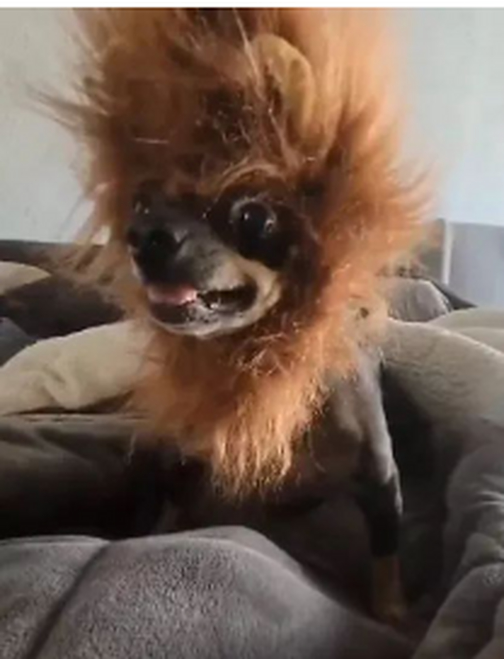 这狗长得挺潦草的