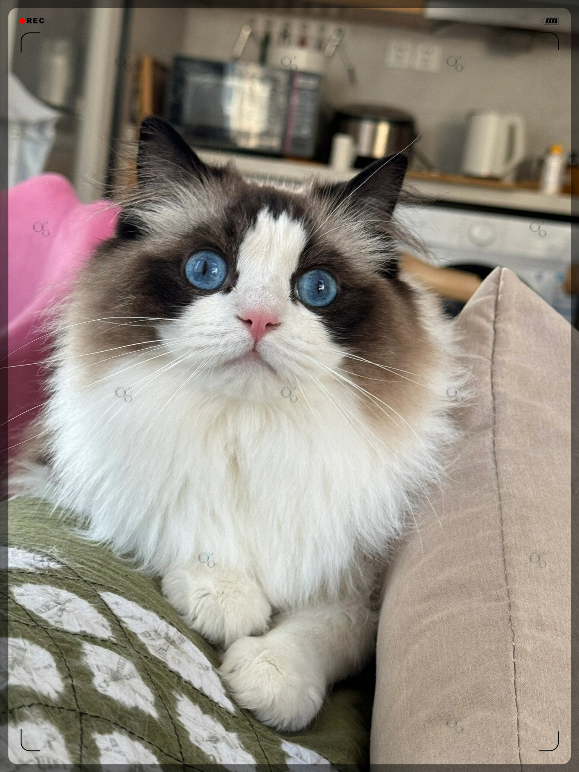 原来我在玩手机的时候小猫一直在旁边盯着我