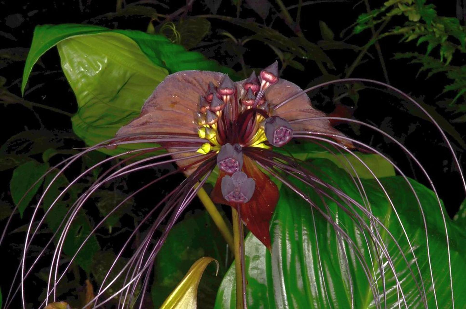 雨林下的幽灵 黑蝙蝠花 tacca chantrieri(black bat flower) 原产地