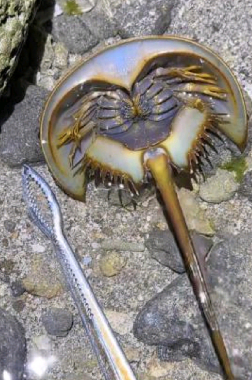 今天在海边抓到一个奇怪的东西,有没有知道这是什么的?