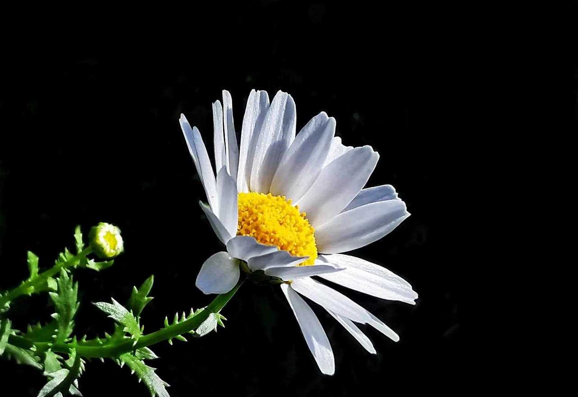 白晶菊,拍摄于上海浦东新区临港新城生活小区.