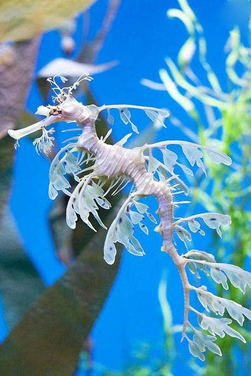 叶海龙是类属海龙科的鱼类,生活在藻类茂密的温带海域,因为体表长有