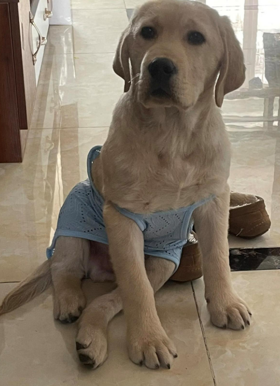 穿着吊带的拉布拉多,看着好搞笑啊!