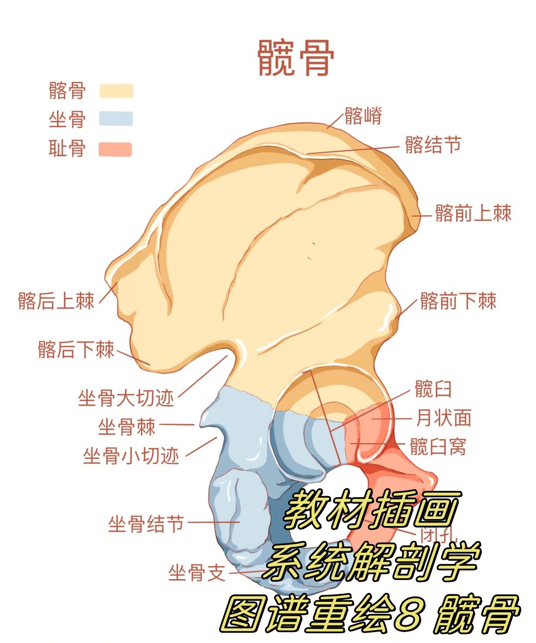 教材插画|系统解剖学图谱重绘8 髋骨