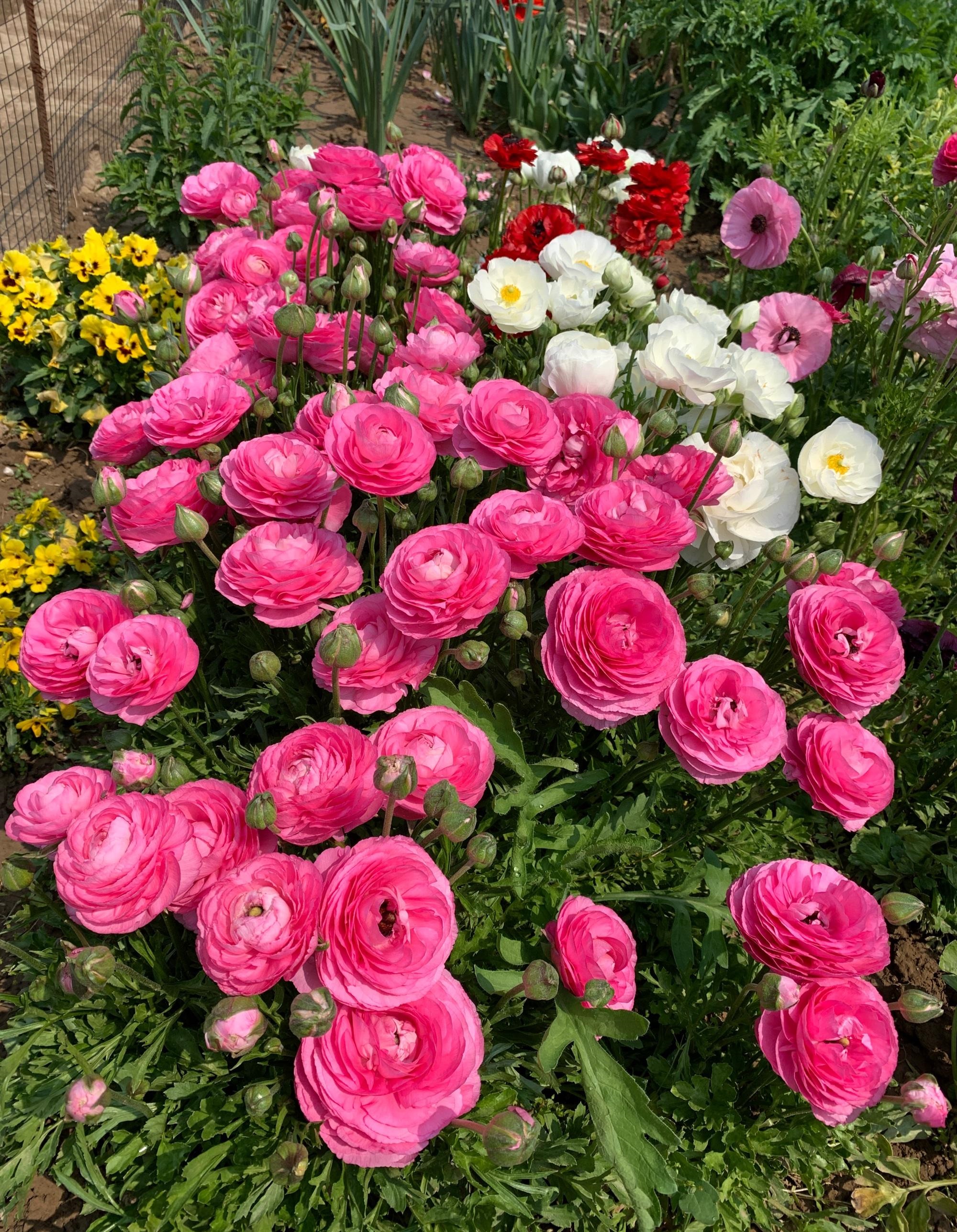 冬季和早春,养花就选"花毛茛",别名洋牡丹,球根植物,典型的冬种型,一