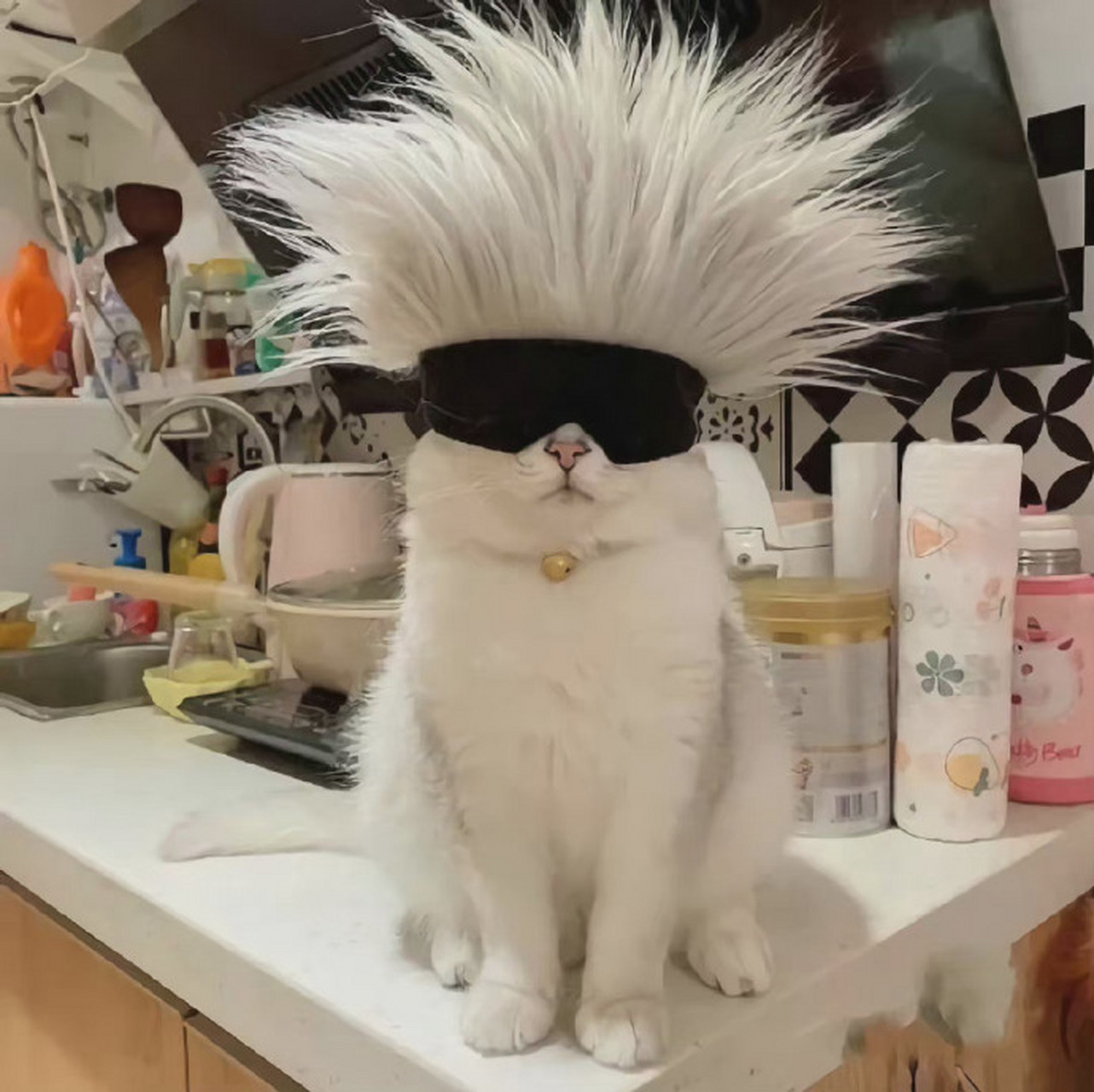 咒术回战 五条猫