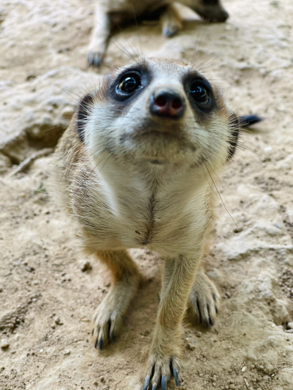 请勿个人饲养野生动物能劝一个是一个 细尾獴是群居动物,要挖土要打洞