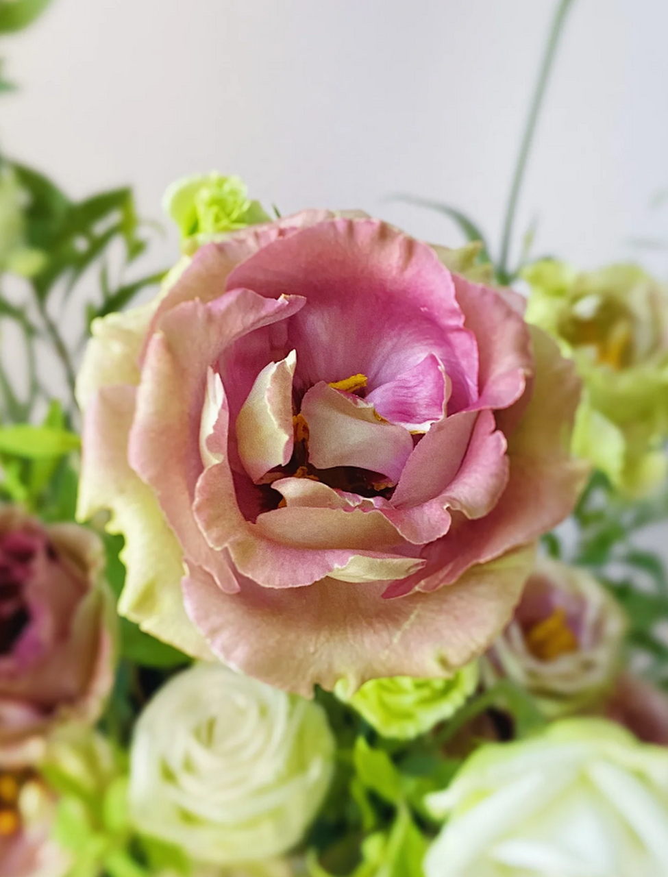 而茶色洋桔梗更是别具一格,它的颜色似乎在诉说着一种低调而又优雅的