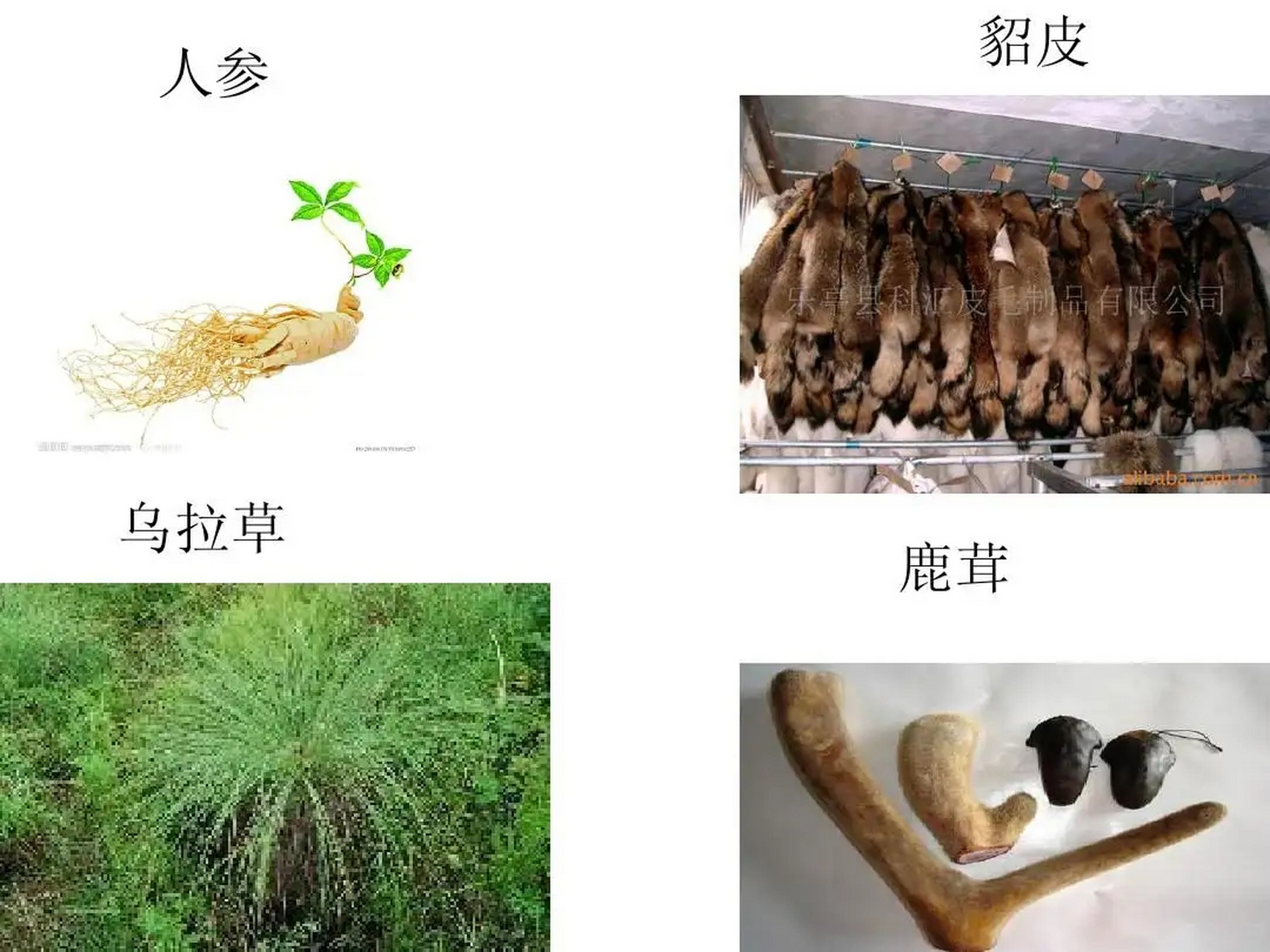 东北有三宝:人参,鹿茸,貂皮.
