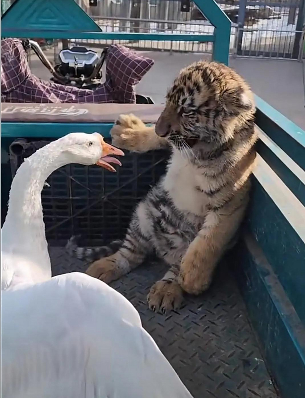 虎落平阳被鹅欺