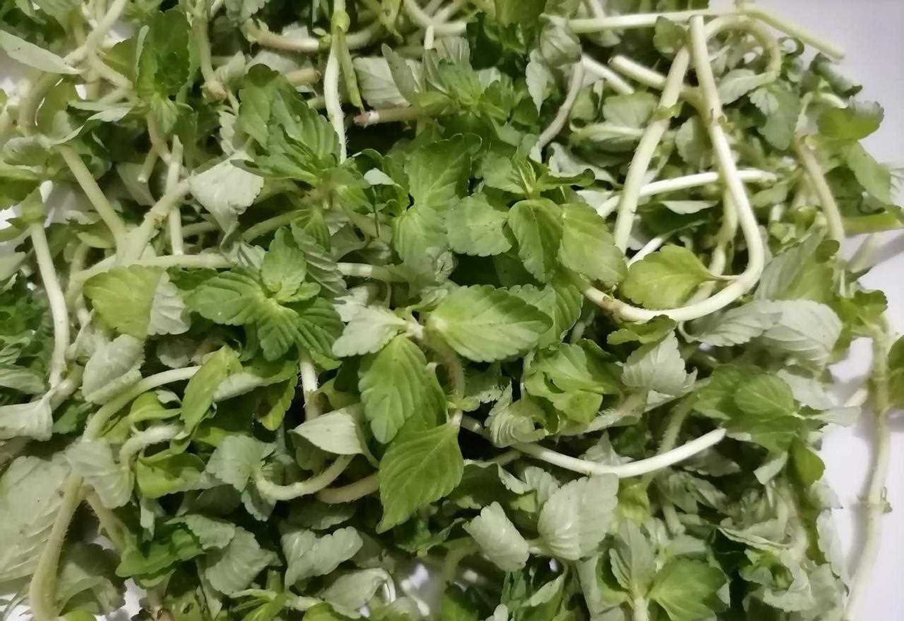 [微笑] 水香菜的别名叫水薄荷,味道有点特殊,有点像薄荷味,但是香味和