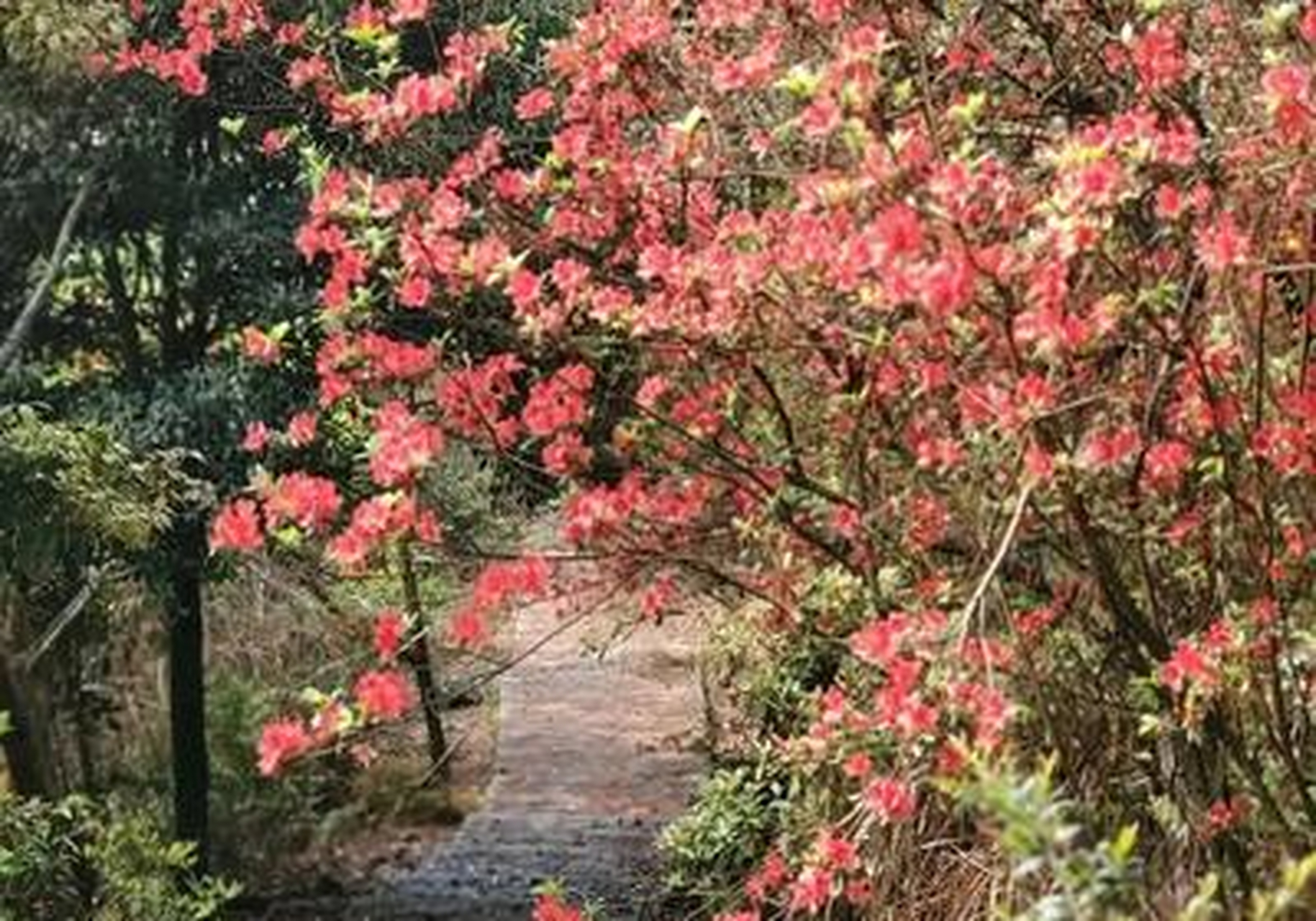 美丽福州30  闽侯最佳赏花地马岚山,漫山杜鹃已红透半边天啦!