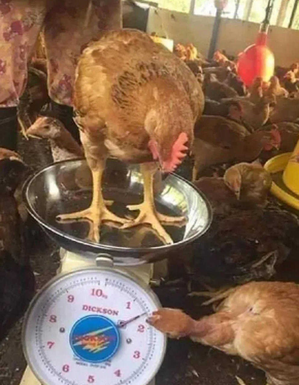 看看自己到底有几斤几两