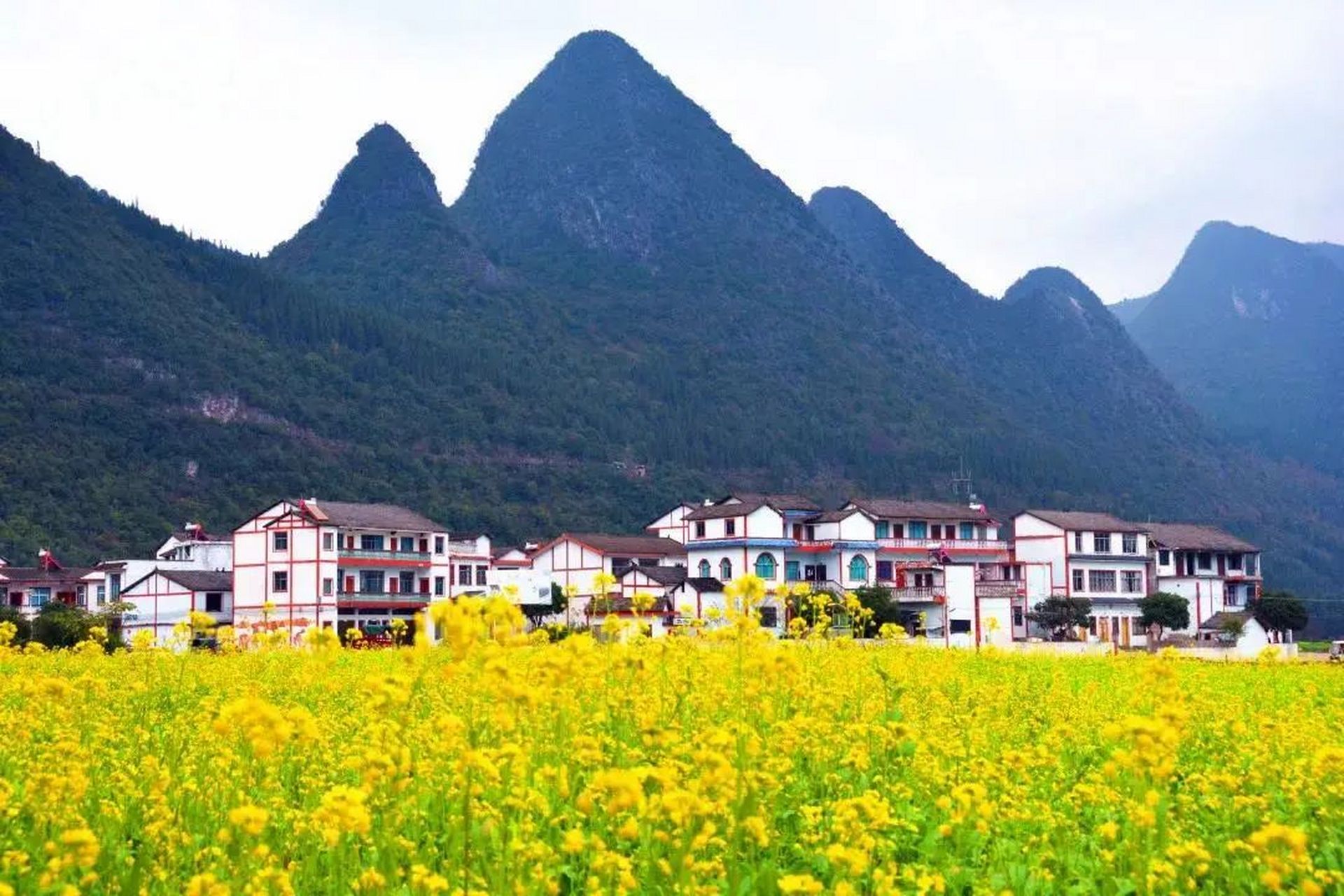 【贵州最美油菜花海-兴义万峰林油菜花】奇峻的山峰,美丽的油菜花海