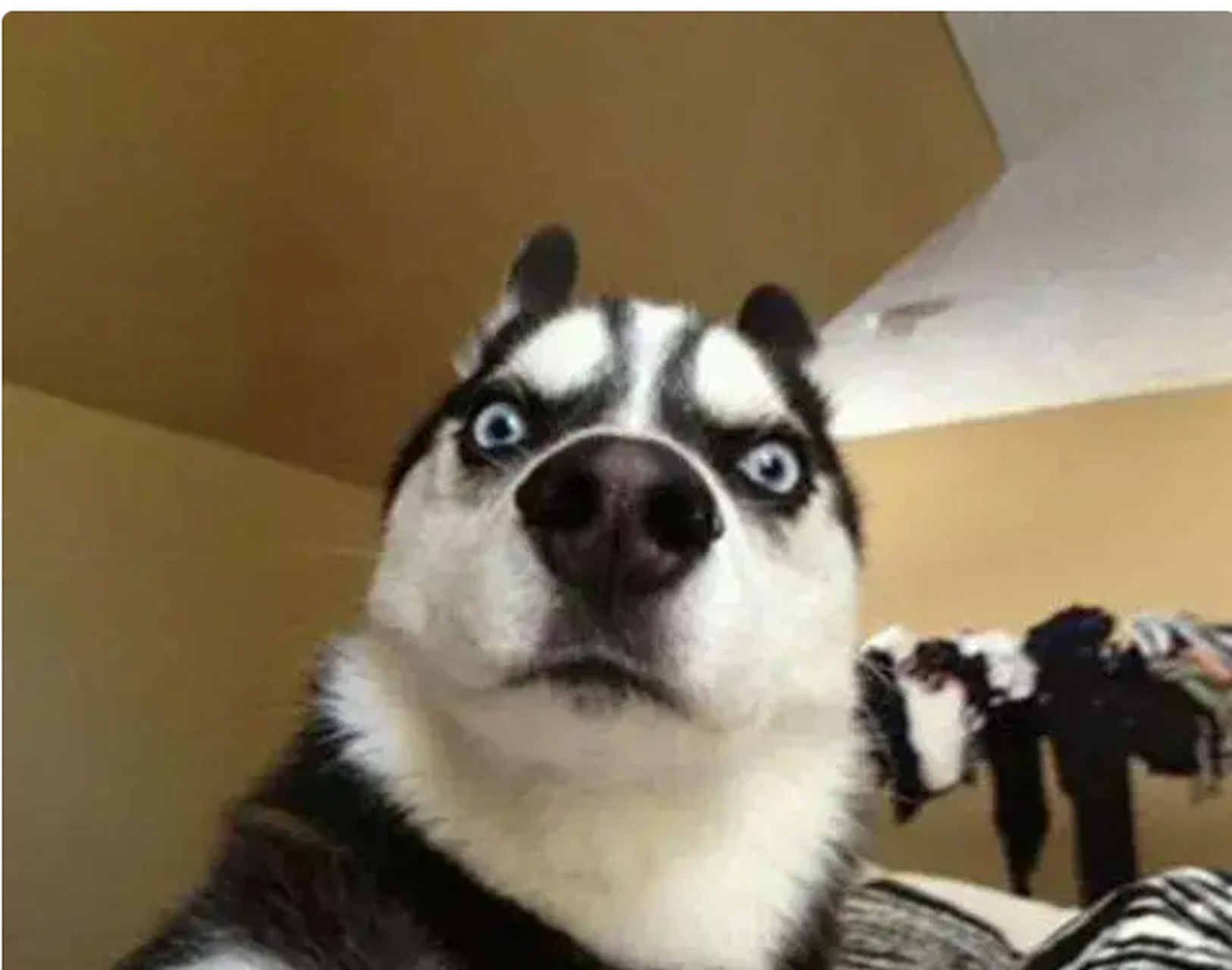 你这惊呆的表情,是被我这面膜脸吓着了么?