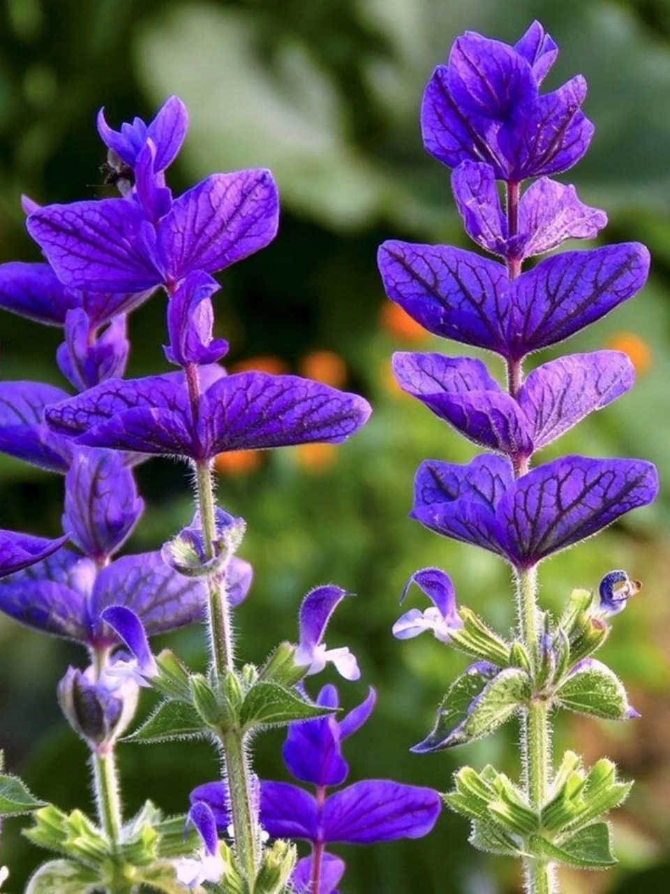 花园植物彩苞鼠尾草  彩苞鼠尾草,学名salvia viridis,是一种神奇的