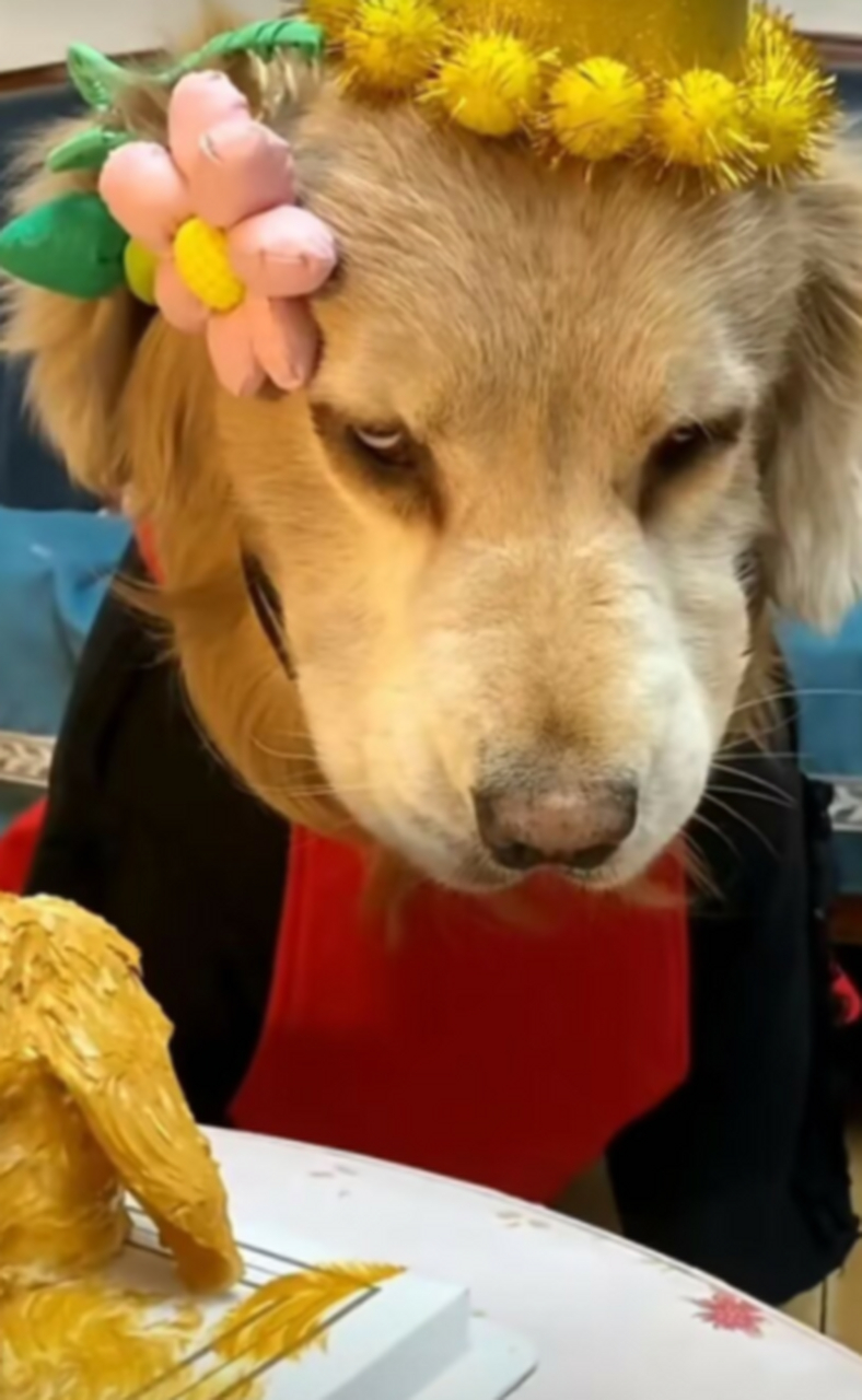 我家狗子过生日,怎么还满脸的不高兴呢.