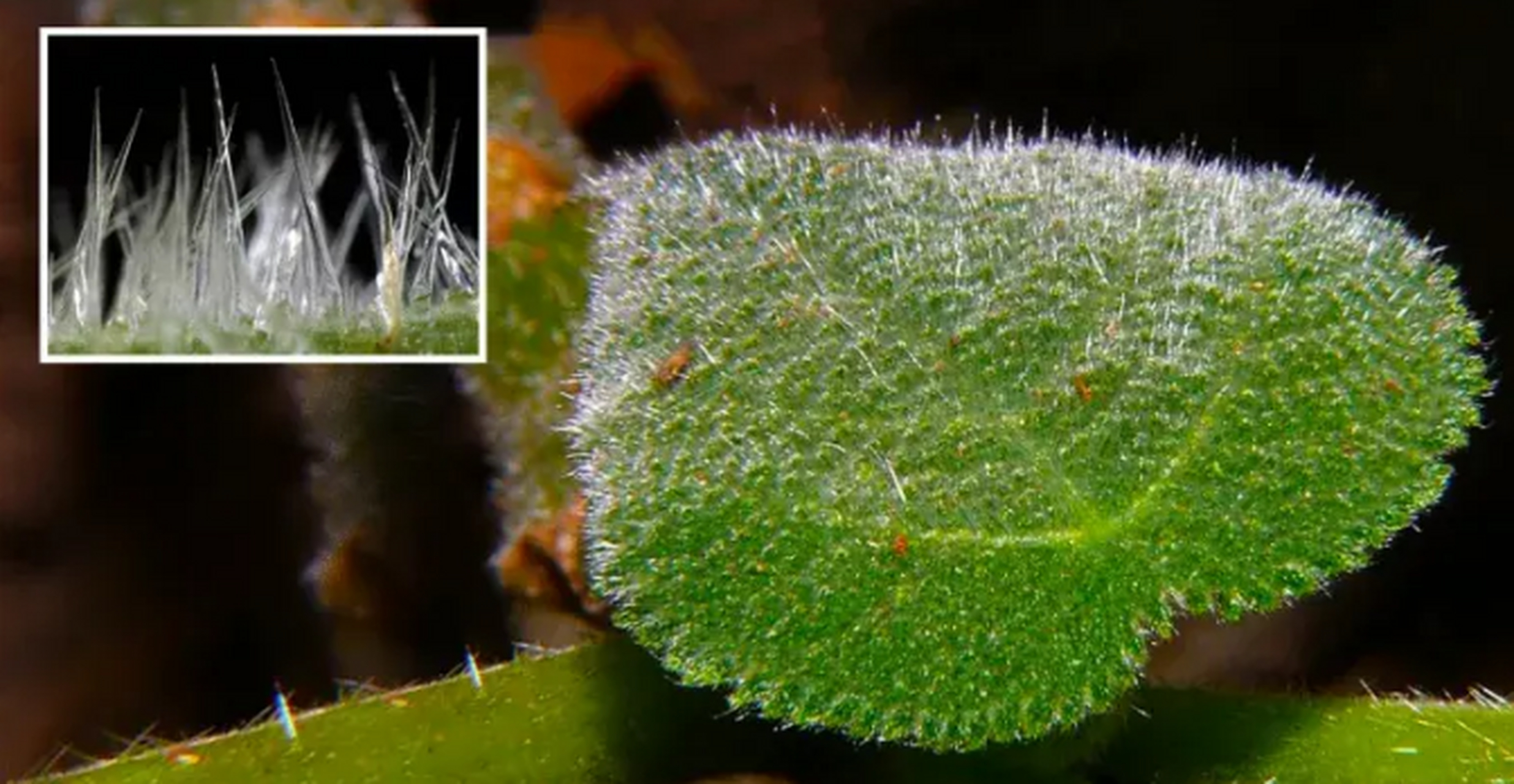 在澳大利亚,有一种名为金皮树的植物,是世界上最毒的植物之一,被扎到