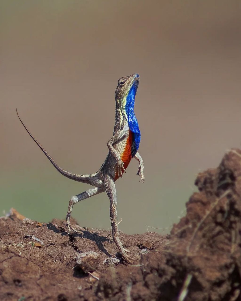 雄性扇喉蜥蜴的喉咙下面有一块独特的松弛皮肤,称为"垂肉",它们会展示