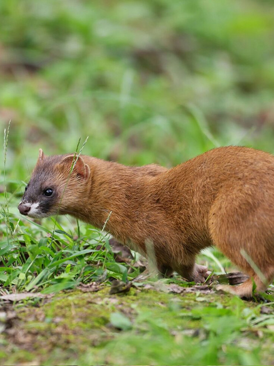中午本想拍荷花小翠,但一只黄鼬出现在附近,跟着这个可爱的精灵,帕怂