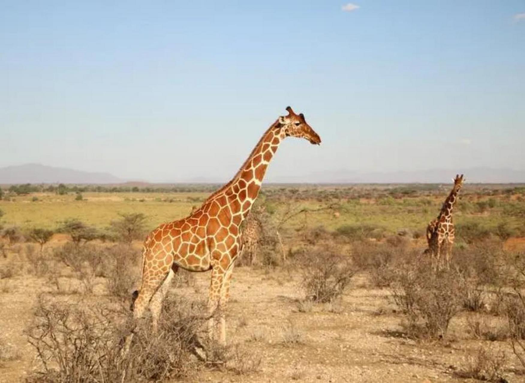 长颈鹿通常站着睡觉,一旦它们躺下睡觉,它们的脑袋就会沉到地面上