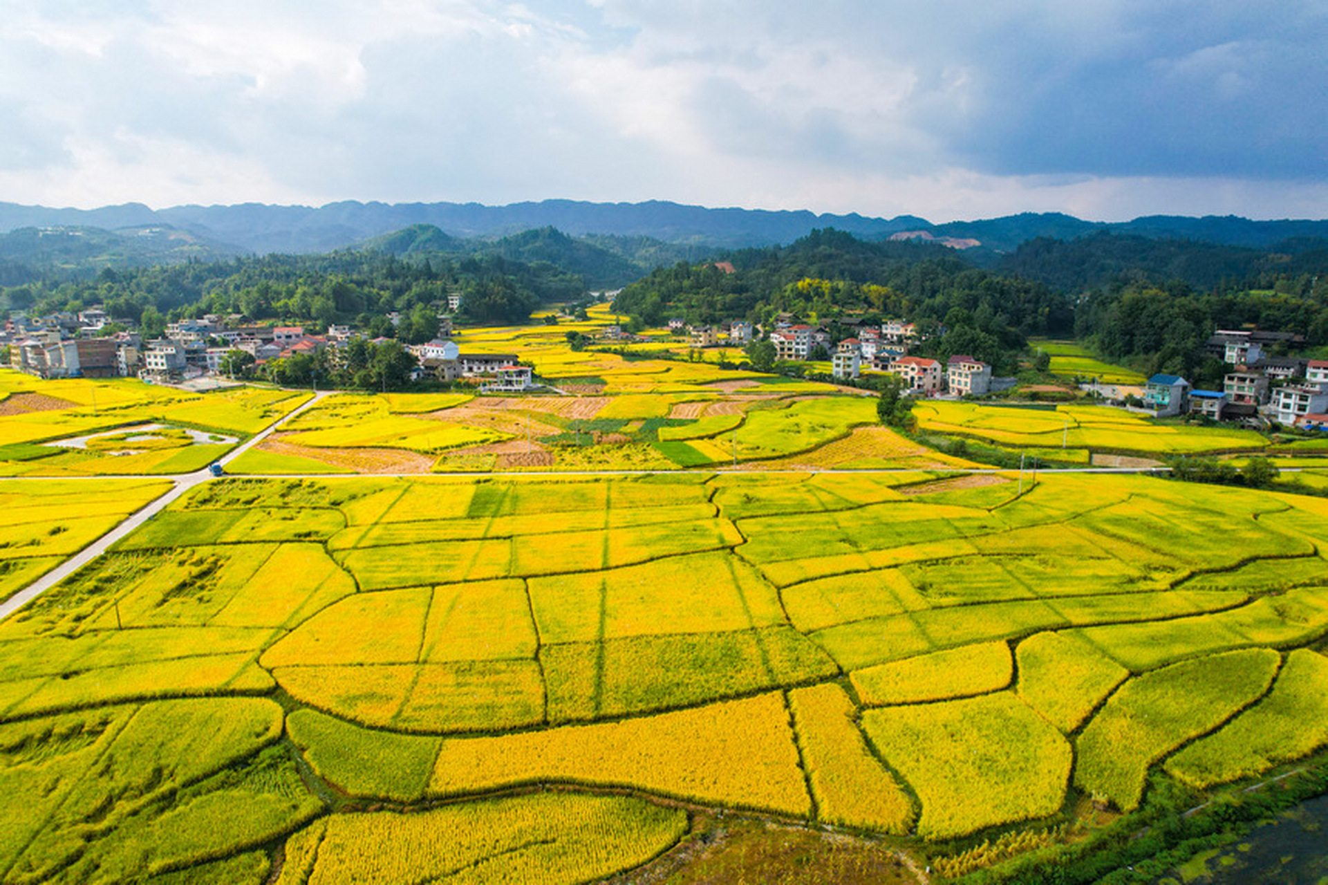 贵州省黔东南苗族侗族自治州天柱县渡马镇新民村金黄的稻田与青山
